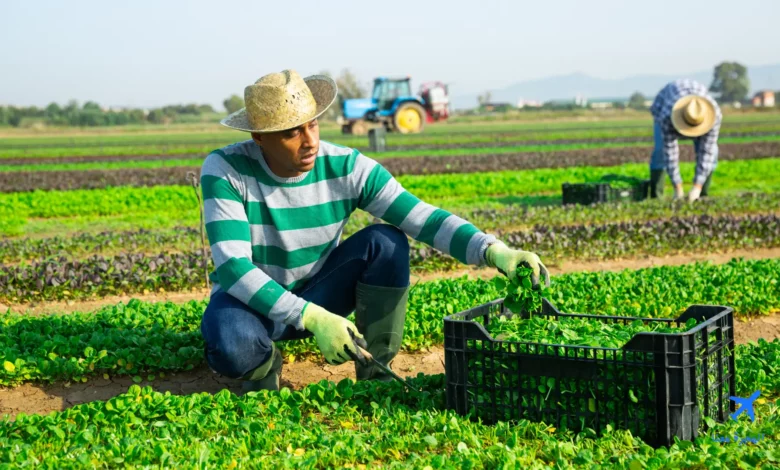 رواتب عمال المزارع في عمان