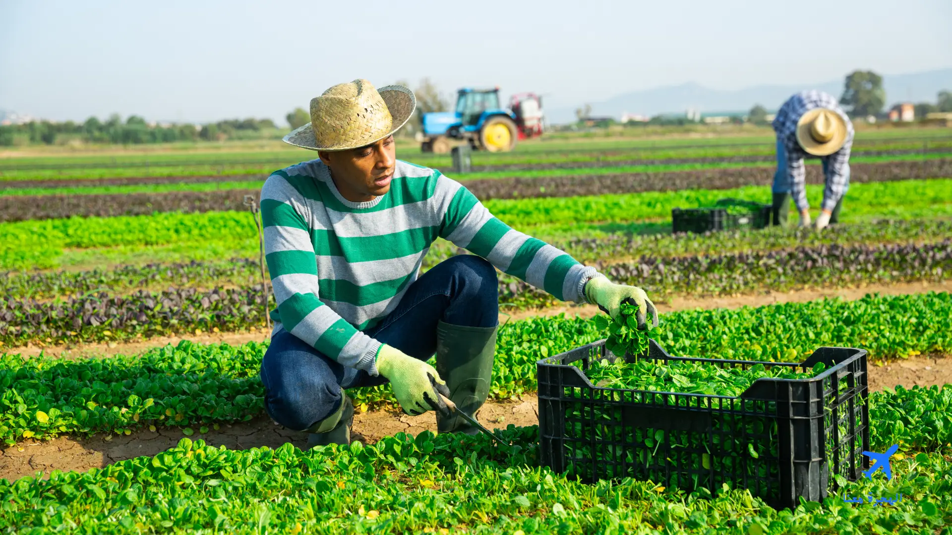 رواتب عمال المزارع في عمان