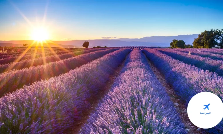 مزارع اللافندر لندن