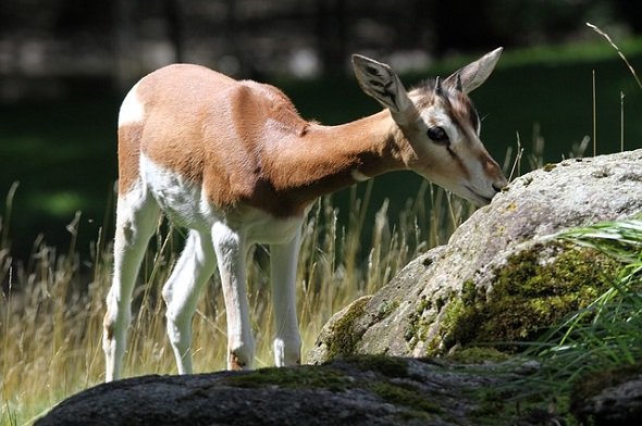 حديقة الحيوانات Hellabrunn Der Münchner Tierpark
