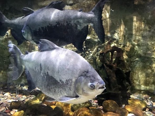 mall aquarium دبي أكواريوم